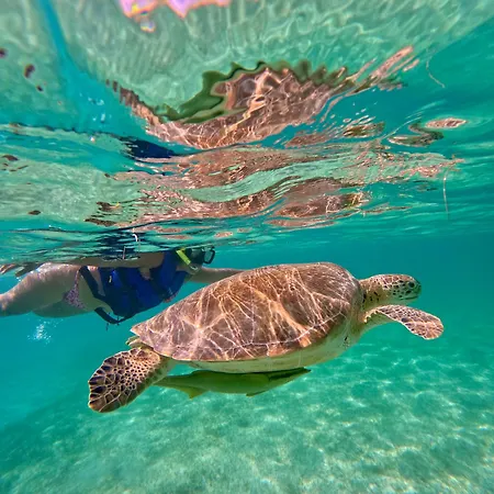 Hotel Nado Con Tortugas Marinas En Akumal