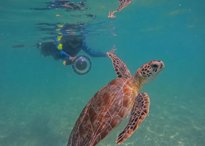 Nado Con Tortugas Marinas En Akumal