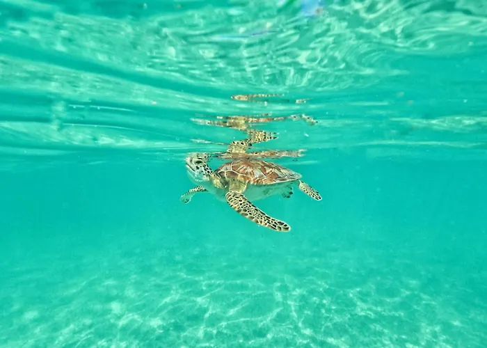 Nado Con Tortugas Marinas En
