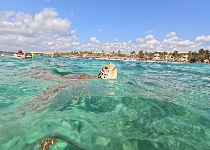 Nado Con Tortugas Marinas En Campo de lujo
