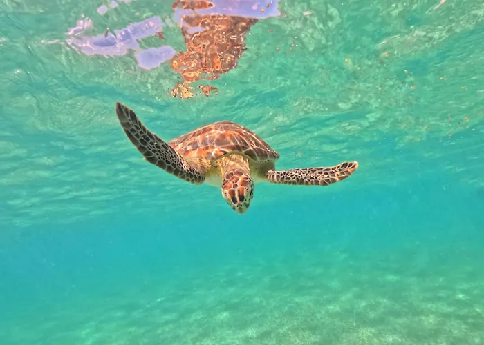Nado Con Tortugas Marinas En Campo de lujo Akumal