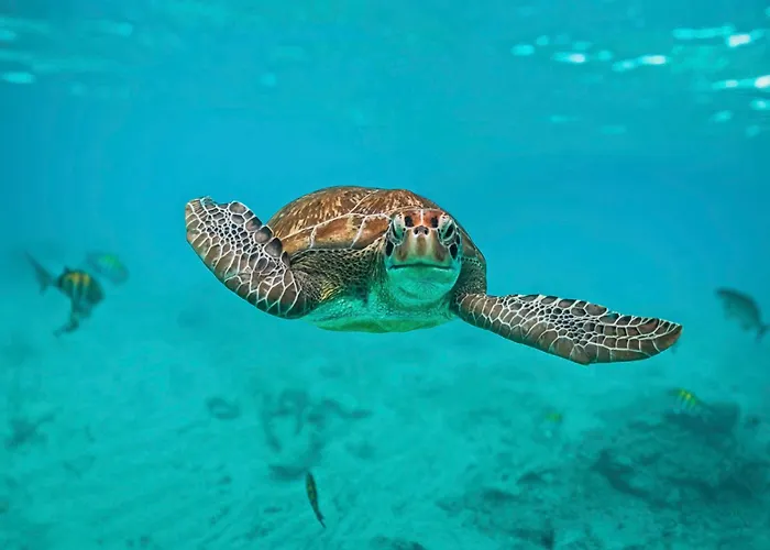 Nado Con Tortugas Marinas En Campo de lujo *