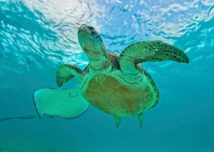 Nado Con Tortugas Marinas En * Akumal