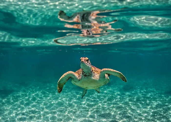 Nado Con Tortugas Marinas En Campo de lujo