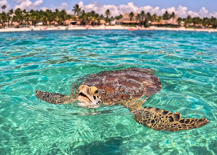 Nado Con Tortugas Marinas En Akumal